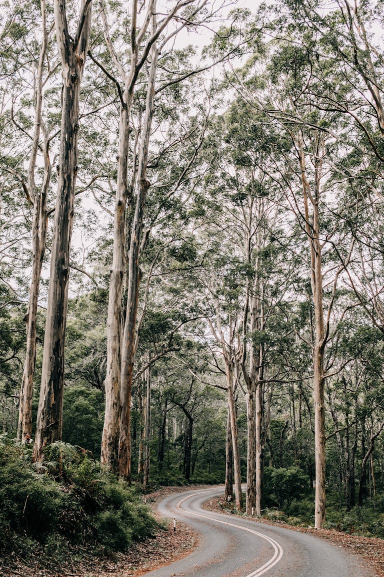 An empty winding road through a tranquil forest with tall trees and lush greenery.